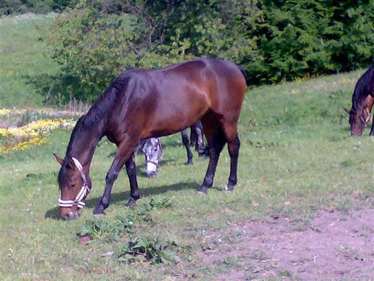 Pinto kila`s marcy billede 8