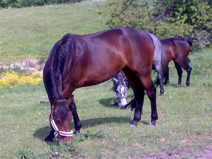 Pinto kila`s marcy billede 9