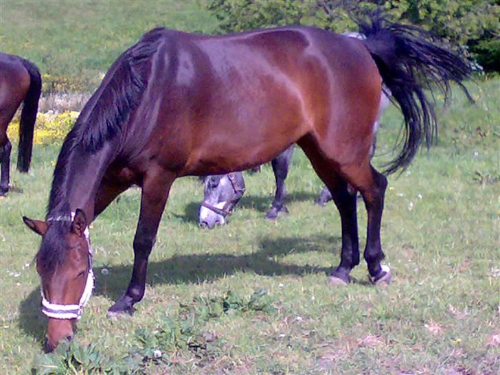 Pinto kila`s marcy billede 10