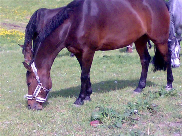 Pinto kila`s marcy billede 11