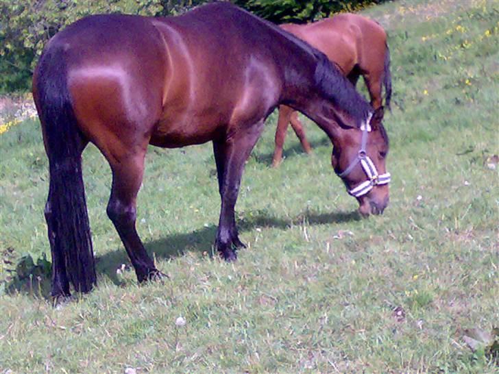 Pinto kila`s marcy billede 12