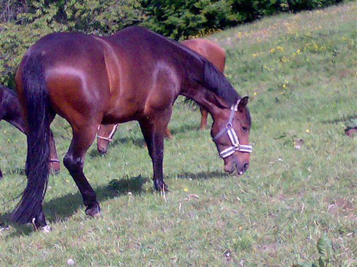 Pinto kila`s marcy billede 13