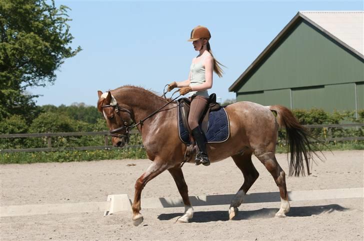 Hollandsk Sportspony Benton Harbour  - 16. maj billede 16