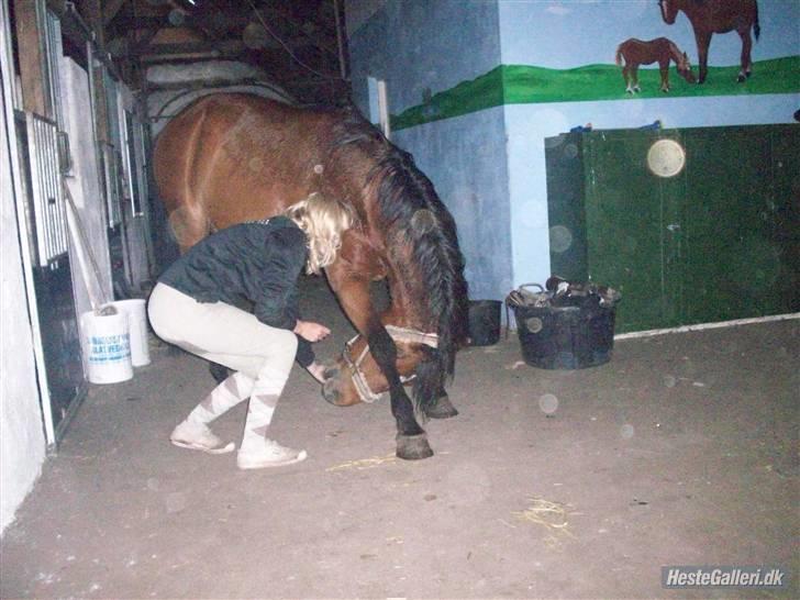 Anden særlig race Bento  - han nejer. <3 - Tusind tak for billedet Kamilla <3 billede 12