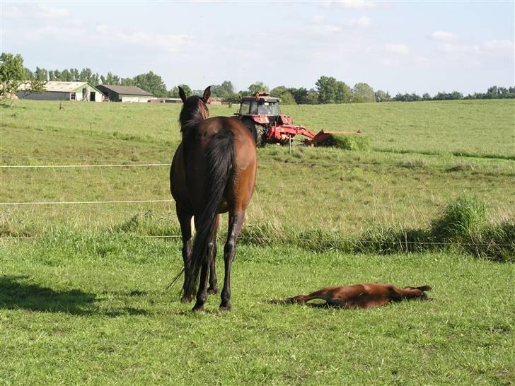 Arabisk fuldblod (OX) Ra faî billede 16