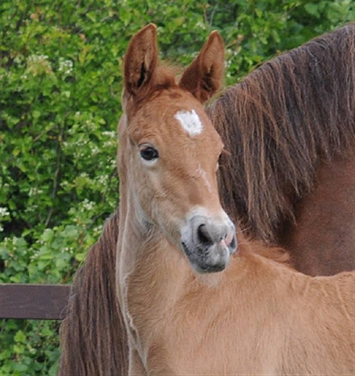 Frederiksborg Magic Star Light*SOLGT* - Taget den 17 Maj´ 08 fotograf : Betina Nielsen fra Starfoto.dk billede 18