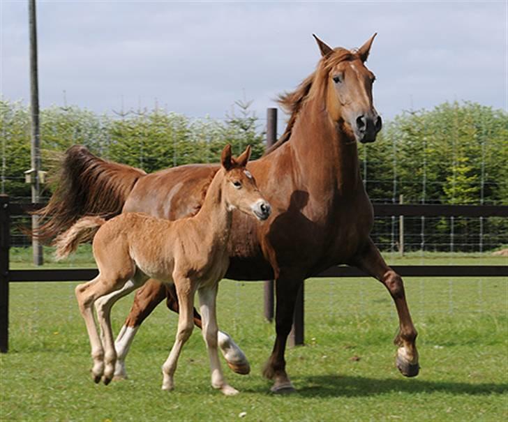 Frederiksborg Magic Star Light*SOLGT* - Taget den 17 Maj´ 08 fotograf : Betina Nielsen fra Starfoto.dk billede 19