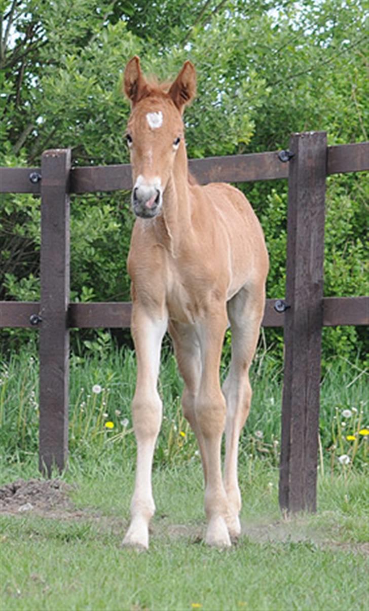 Frederiksborg Magic Star Light*SOLGT* - Taget den 17 Maj´ 08 fotograf : Betina Nielsen fra Starfoto.dk billede 20
