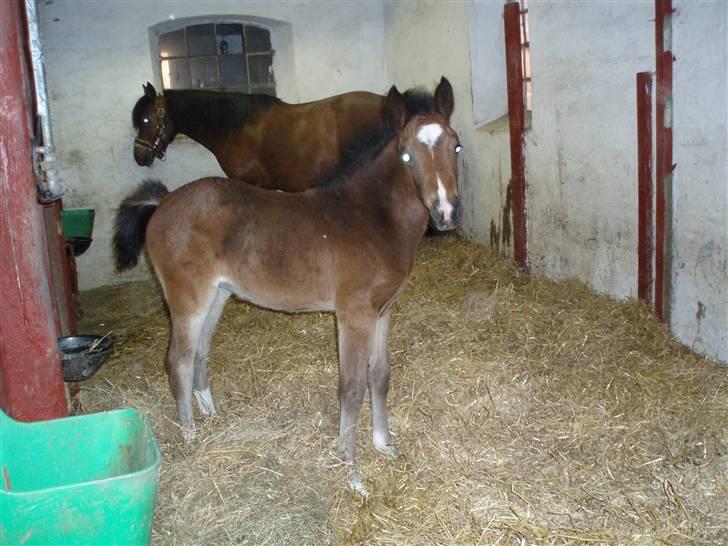 Anden særlig race Caspara´s Radja - himmelhest - Hej :o) se lige hvor stor jeg er blevet (1 md. gammel) billede 9