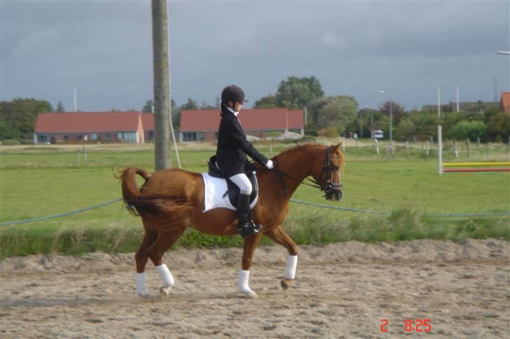 Sportsaraber (A) Taram Du Bois<33 - dressur mit første LB stævne :-) billede 3