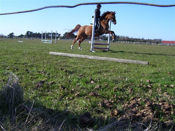 Sportsaraber (A) Taram Du Bois<33 - min lille verdens mand!!! <3 billede 4