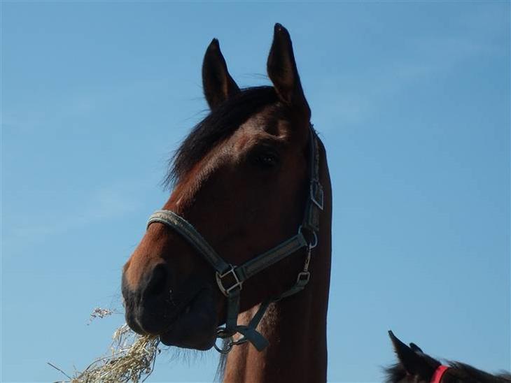 {{currentPhoto.altText}} billede {{currentPhoto.number}}