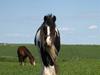 Irish Cob Danny Boy R.I.P