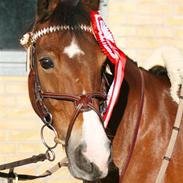 Anden særlig race Unique