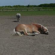 Haflinger ARAQ KASTANJEGÅRD *SOLGT*