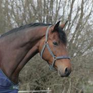 Tysk Oldenburger Solos Lagavullin