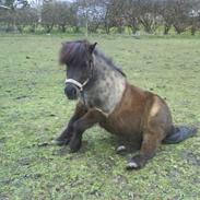 Shetlænder Valle *har passet*