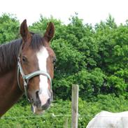 Welsh Cob (sec D) Dora's East Shadow
