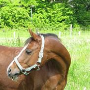 Welsh Cob (sec D) Dora's East Shadow