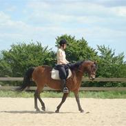 New Forest Lotte - savn ;/<3