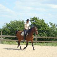 New Forest Lotte - savn ;/<3