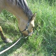 Anden særlig race Teddy  min gamle part 