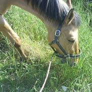 Anden særlig race Teddy  min gamle part 