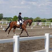 Hannoveraner Bentley Azure