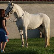 Knabstrupper Malaika