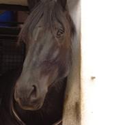 Oldenborg Harboesgaard´s Fighter 