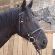 Oldenborg Harboesgaard´s Fighter 