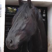 Oldenborg Harboesgaard´s Fighter 