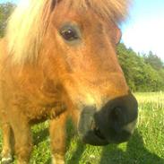 Shetlænder Kohberg**min**