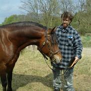 Welsh Cob (sec D) De Busies High Spirits