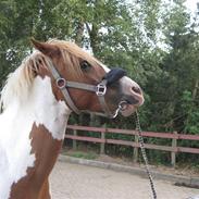 Pinto Asasara Calvin Solgt;(