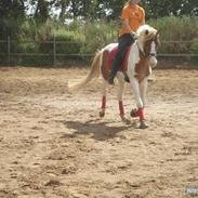 Pinto Asasara Calvin Solgt;(