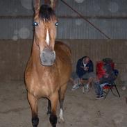 Anden særlig race Rinaldo - hesten der overlevede en aflivning.