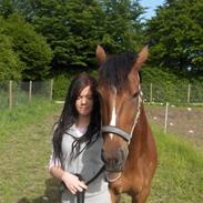 Anden særlig race Rinaldo - hesten der overlevede en aflivning.