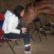 Anden særlig race Rinaldo - hesten der overlevede en aflivning.