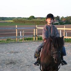 Shetlænder Jack 