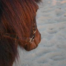 Shetlænder Jack 
