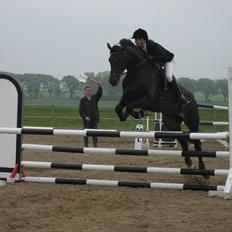 Dansk Varmblod Vejlgårds Casco