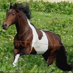 Anden særlig race Irish Boy