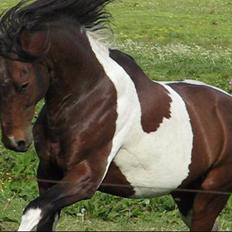 Anden særlig race Irish Boy