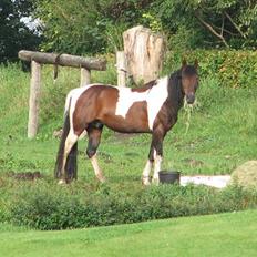 Anden særlig race Irish Boy