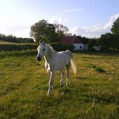 Arabisk fuldblod (OX) Wadi Washir ox SOLGT