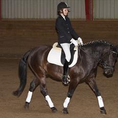 Hollandsk Sportspony Black Boy *Bedste Hest* - SAVNET!! 