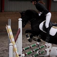 Hollandsk Sportspony Black Boy *Bedste Hest* - SAVNET!! 