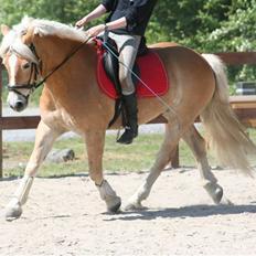 Tyroler Haflinger Wacholder/Oskar*Gl. part*