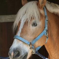 Tyroler Haflinger Wacholder/Oskar*Gl. part*